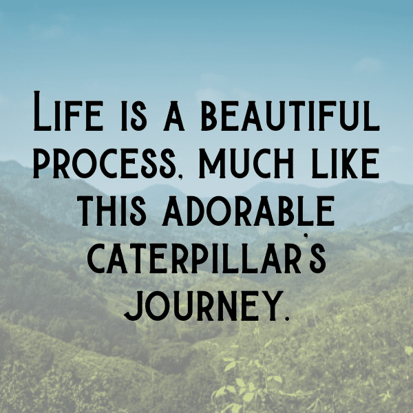 Caterpillar Captions Image For Instagram-8tKBIT