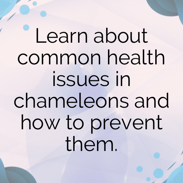 Chameleon Captions Image For Instagram-09OeND