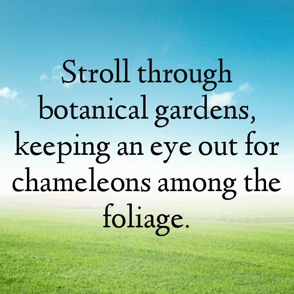 Chameleon Captions Photo For Instagram-ebk9lO