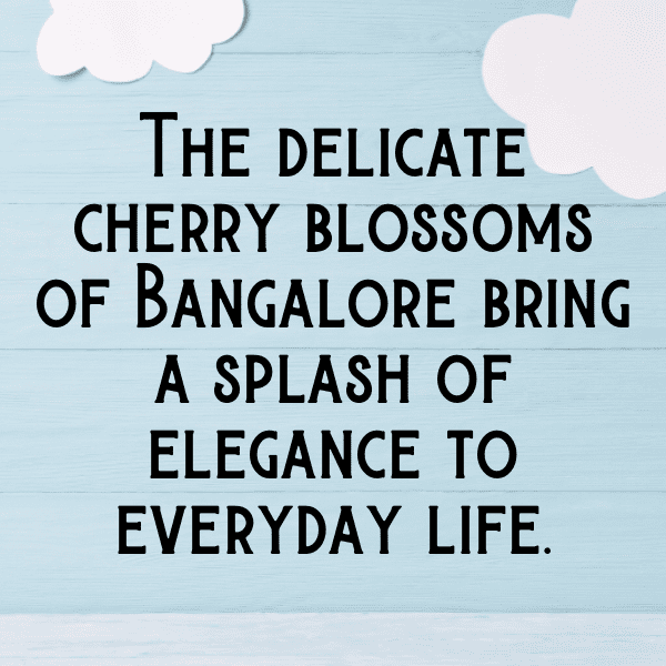 242+ Cherry Captions For Instagram In 2025 11 Cherry Captions Photo For Instagram-aCdqW7