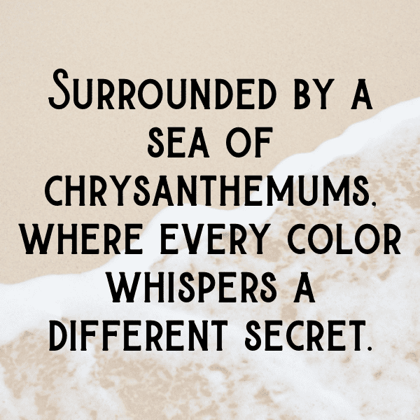 Chrysanthemum Captions Image For Instagram-4Toosr