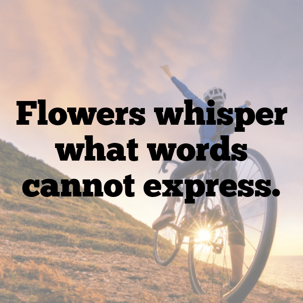 Chrysanthemum Captions Image For Instagram-9UAVsV