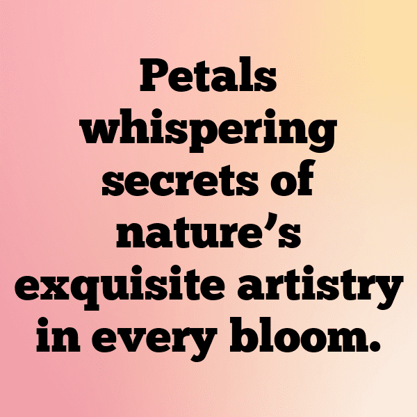 Chrysanthemum Captions Image For Instagram-BXOxYR