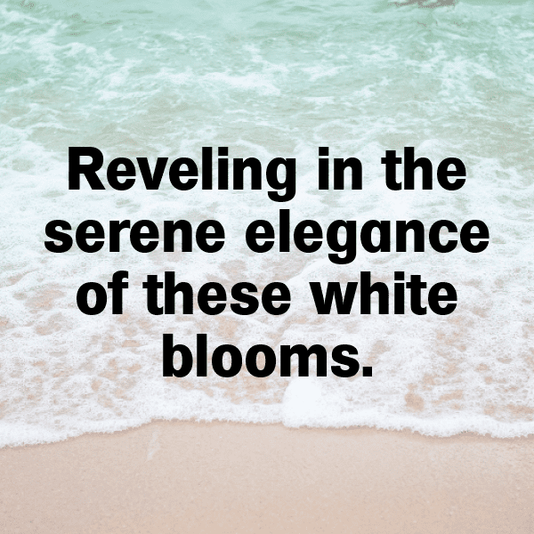 Chrysanthemum Captions Image For Instagram-ibfNgm