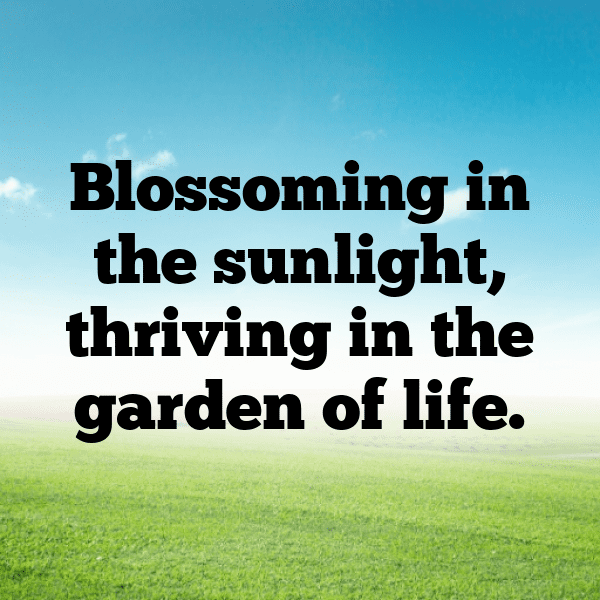 Chrysanthemum Captions Image For Instagram-kLLWdk