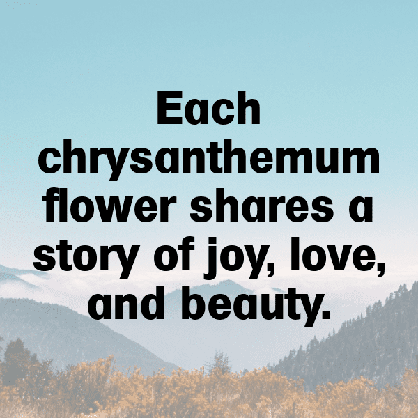 Chrysanthemum Captions Image For Instagram-rA6871