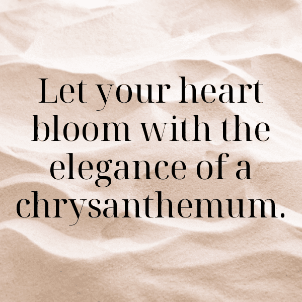 Chrysanthemum Captions Photo For Instagram-14cCFu