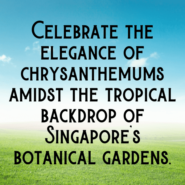 Chrysanthemum Captions Photo For Instagram-6bbK4T
