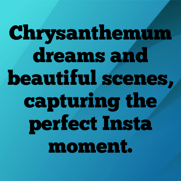 Chrysanthemum Captions Photo For Instagram-oc2wJR