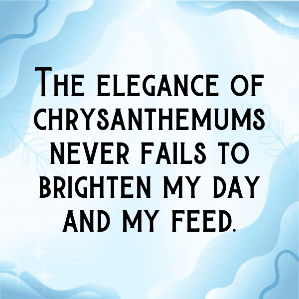 Chrysanthemum Captions Photo For Instagram-XxG6FA
