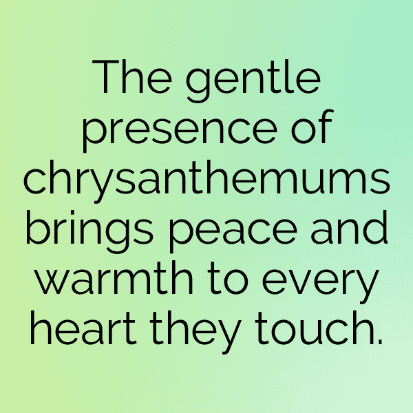 Chrysanthemum Captions Photo For Instagram-Y5aMU6