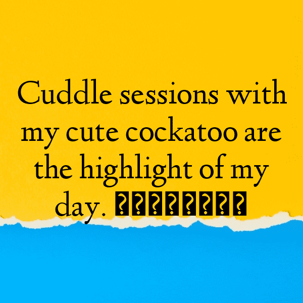 Cockatoo Captions Image For Instagram-2XEjcT