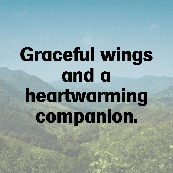 Cockatoo Captions Image For Instagram-4VLjS6