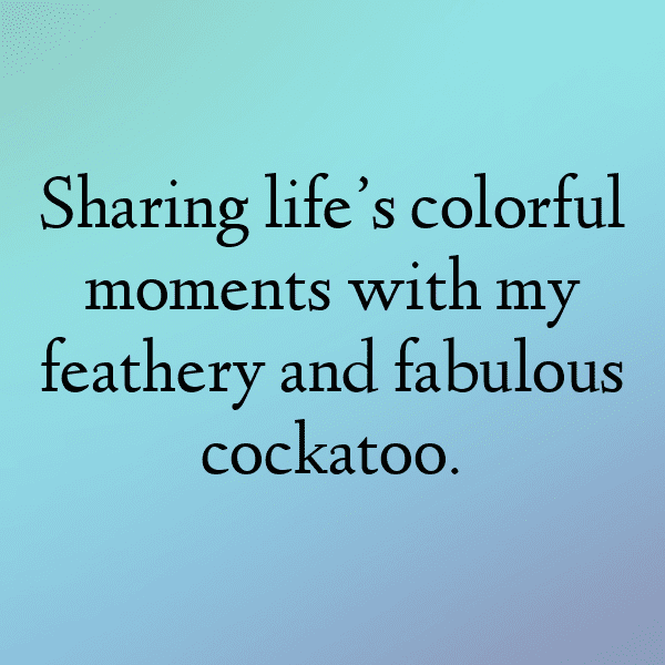 Cockatoo Captions Image For Instagram-VIpB4R