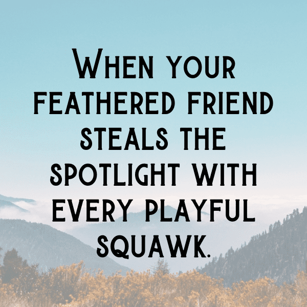 Cockatoo Captions Photo For Instagram-1ungj6