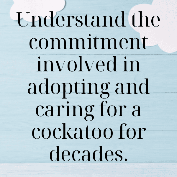 Cockatoo Captions Photo For Instagram-78uWz2