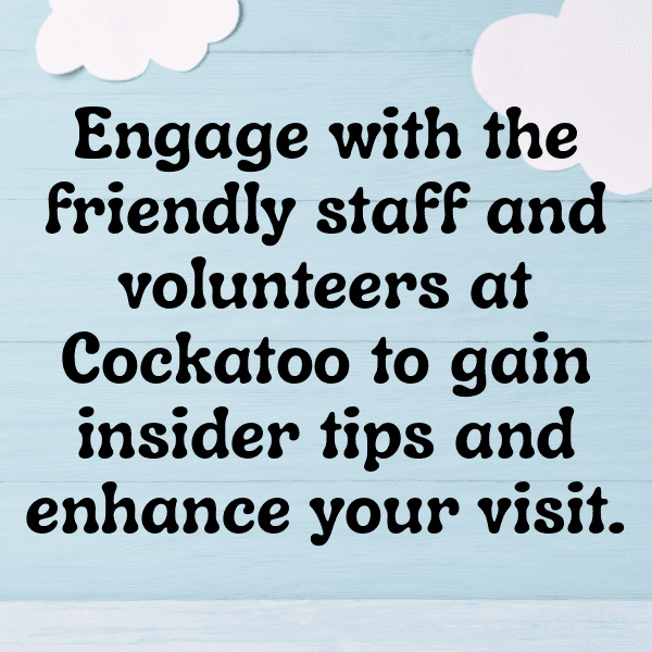 Cockatoo Captions Photo For Instagram-fEiYtk