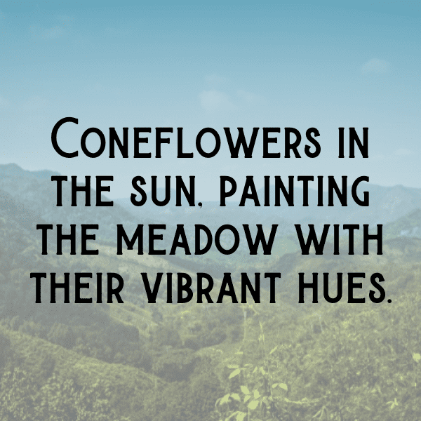Coneflower Captions Image For Instagram-5bQoOi
