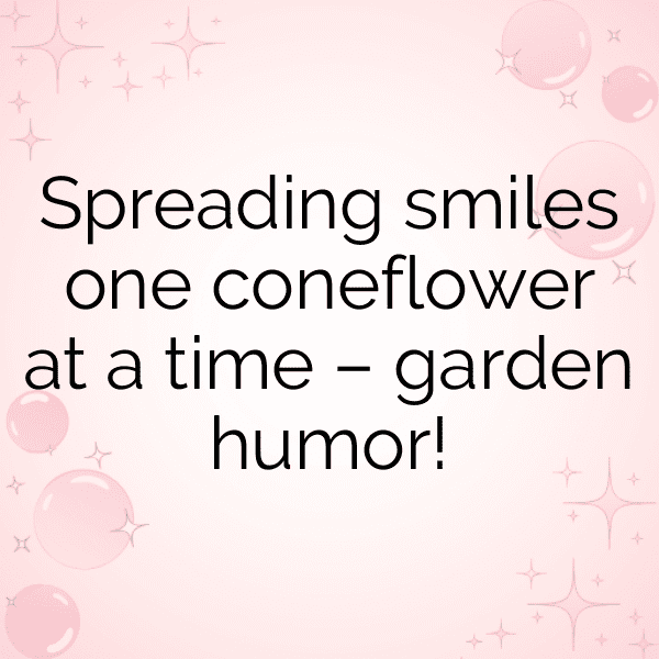 Coneflower Captions Image For Instagram-cERC5w