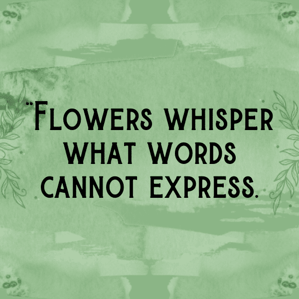 Coneflower Captions Image For Instagram-oLY65e