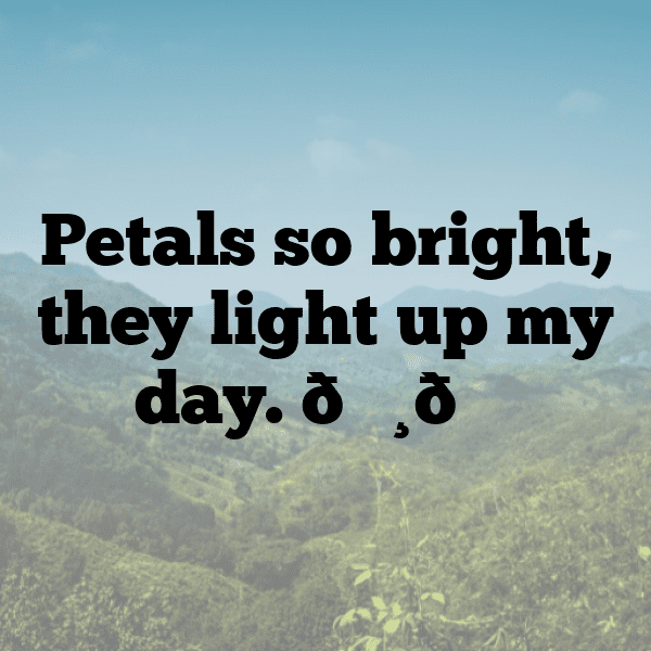 Coneflower Captions Photo For Instagram-3IdXEU