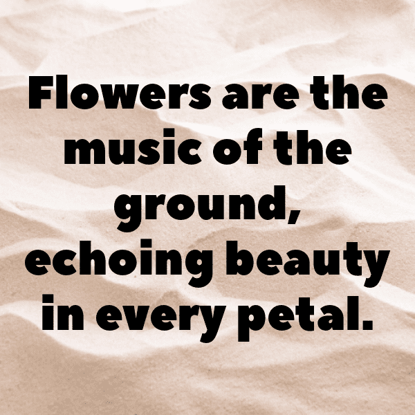 Coneflower Captions Photo For Instagram-kAl4is