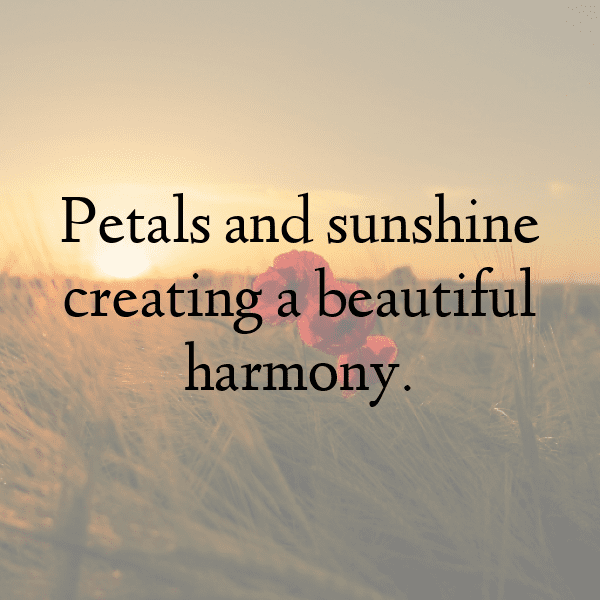 Coneflower Captions Photo For Instagram-NcxHe2