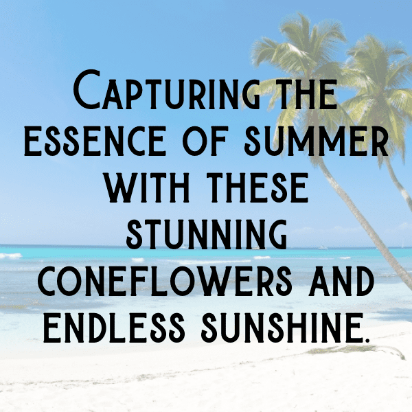Coneflower Captions Photo For Instagram-OosRQZ