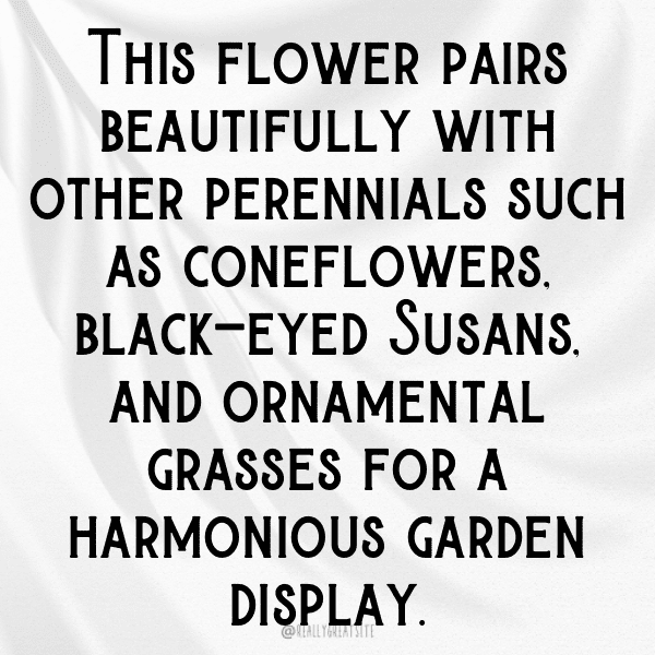 Coreopsis Captions Photo For Instagram-IxYWox