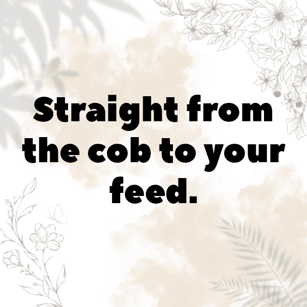 Corn Captions Image For Instagram-ZzZiwy