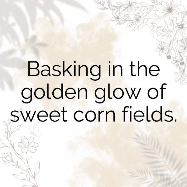 Corn Captions Photo For Instagram-0mw9TM