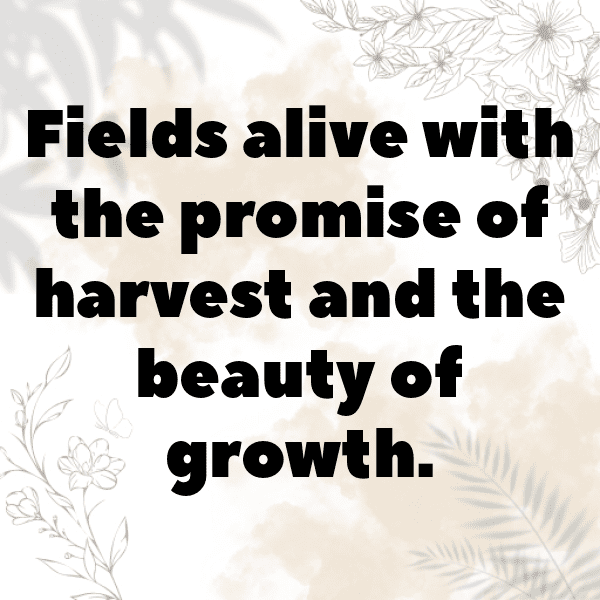 Corn Captions Photo For Instagram-WWt0te