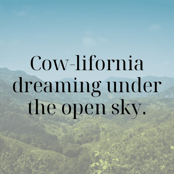 Cow Captions Image For Instagram-Df3SsS