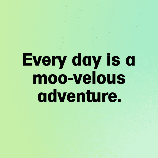 Cow Captions Image For Instagram-QzznlB