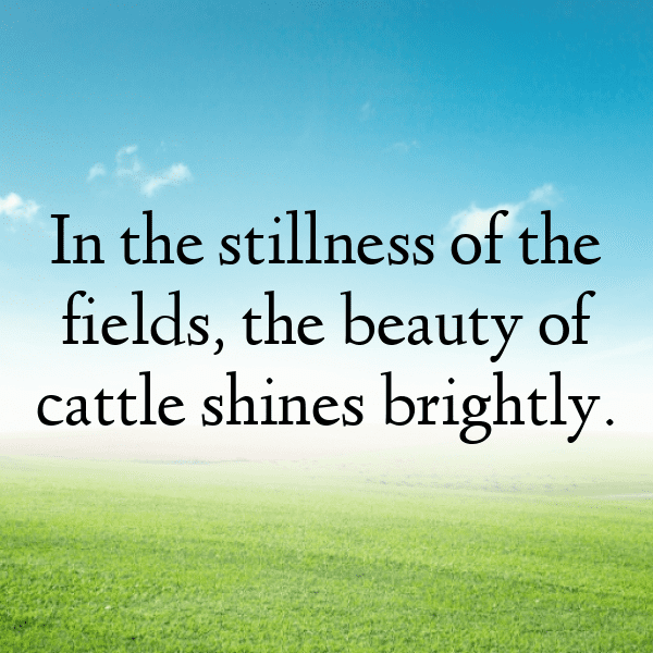 Cow Captions Image For Instagram-T7AhLj