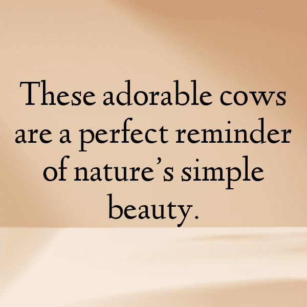 Cow Captions Image For Instagram-XYwnx0
