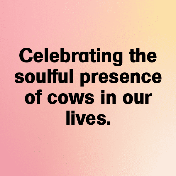 Cow Captions Photo For Instagram-0aFmHS