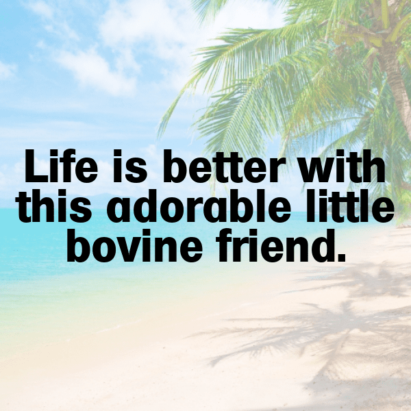 Cow Captions Photo For Instagram-7rMUQl