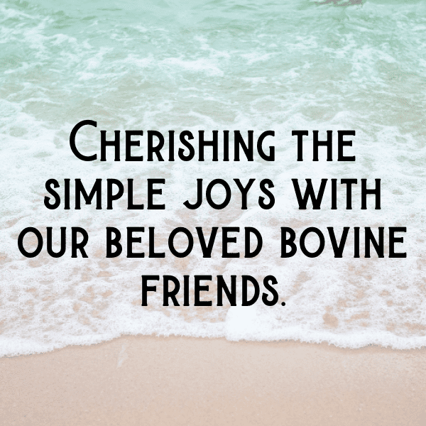 Cow Captions Photo For Instagram-UPTarj