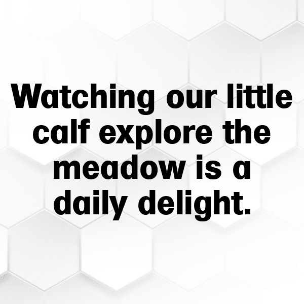 Cow Captions Photo For Instagram-xQGI1n