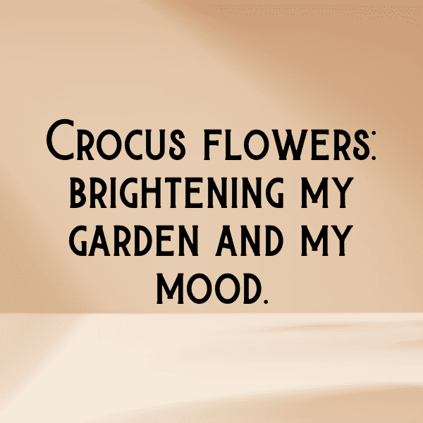 Crocus Captions Image For Instagram-VG3Da1