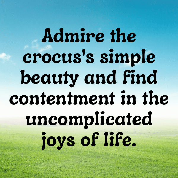 Crocus Captions Photo For Instagram-6FPWIV