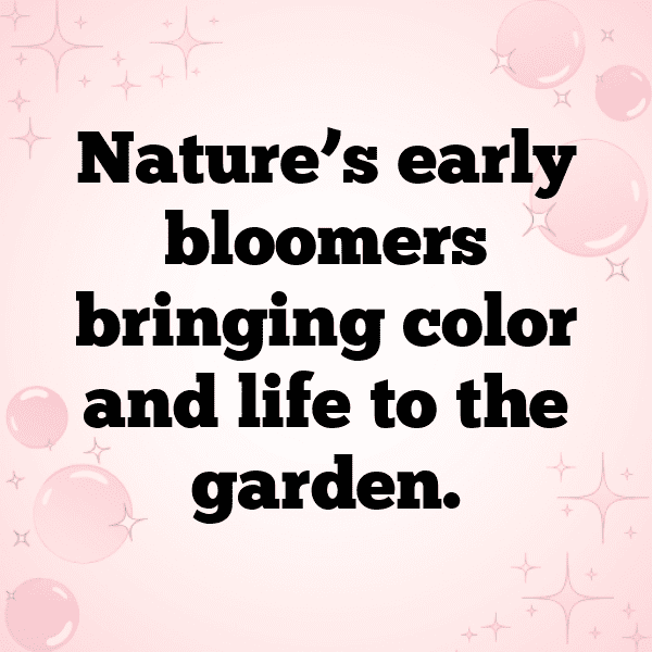 Crocus Captions Photo For Instagram-usNYGf