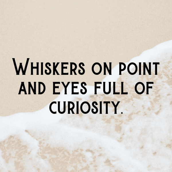 Cute Pet Photos Captions Photo For Instagram-UqIUnb