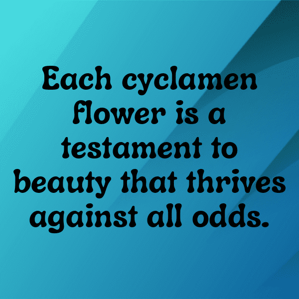 Cyclamen Captions Image For Instagram-CrQ4XK