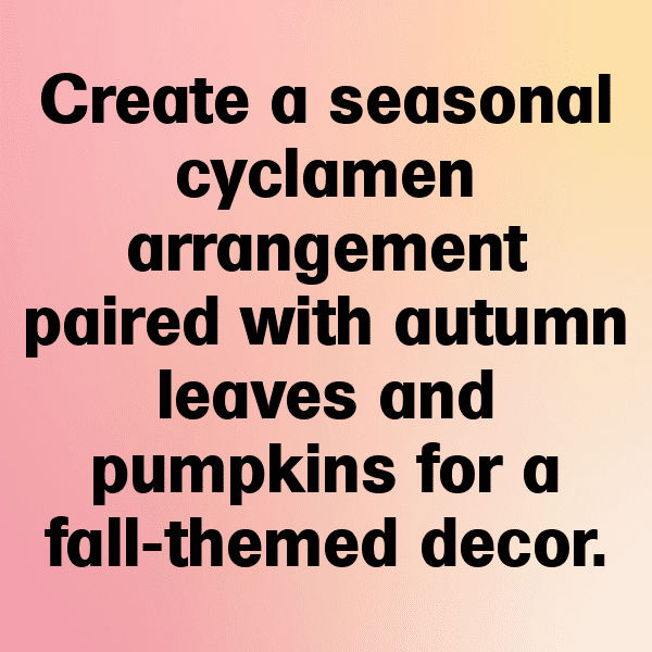 Cyclamen Captions Image For Instagram-m7mqrU