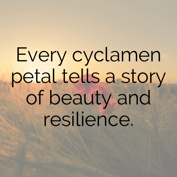 Cyclamen Captions Photo For Instagram-VAjrKN