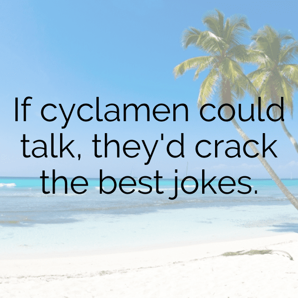 Cyclamen Captions Photo For Instagram-Vm8ln6