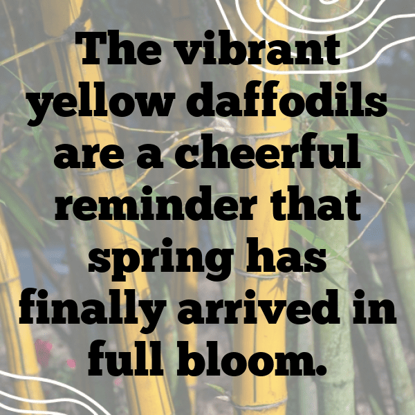 Daffodil Captions Image For Instagram-v7lJlH
