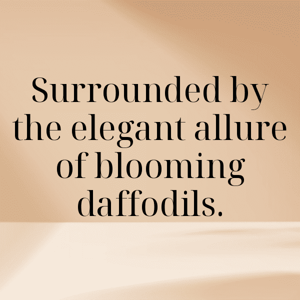 Daffodil Captions Photo For Instagram-t2iCZl